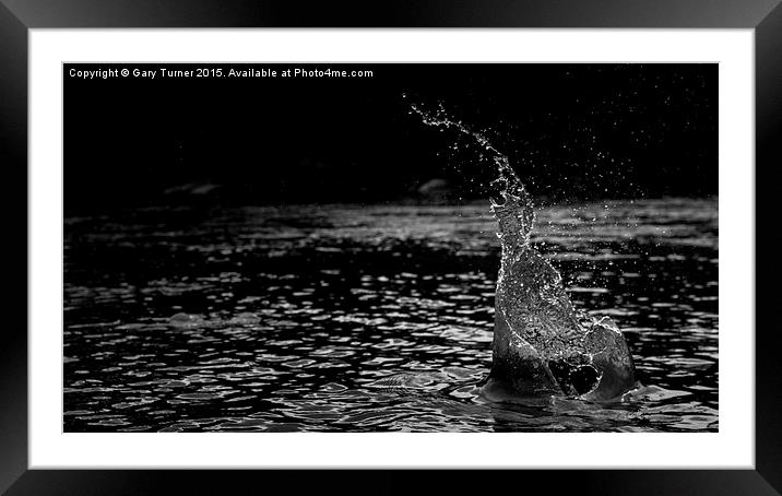Splash Framed Mounted Print by Gary Turner