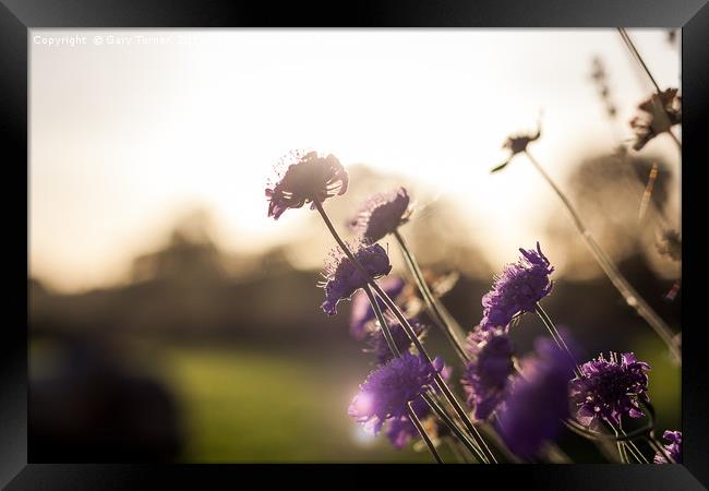 Summer Meadow Framed Print by Gary Turner