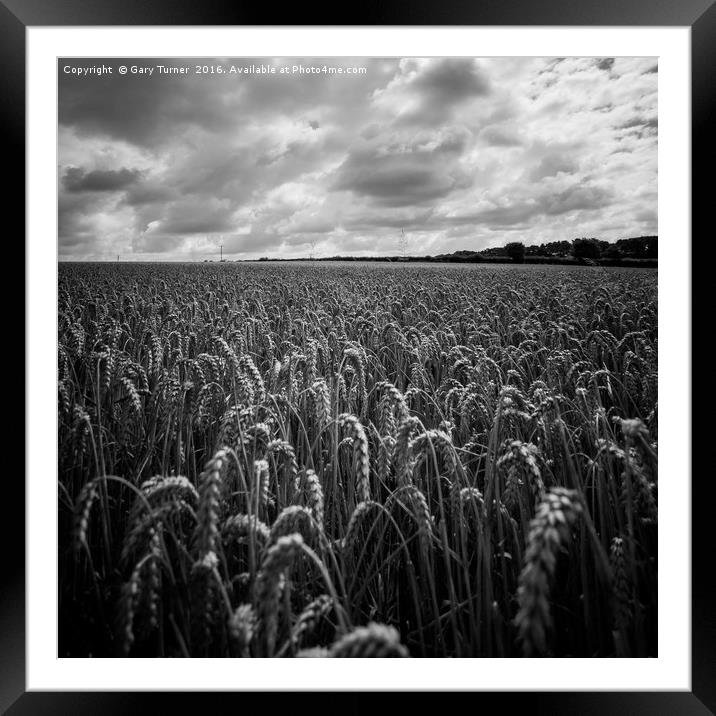 Maize Field Framed Mounted Print by Gary Turner