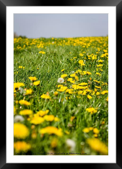 Dandelion Summer Framed Mounted Print by Gary Turner