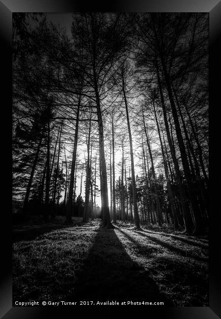 Sunset Tree Silhouette Framed Print by Gary Turner