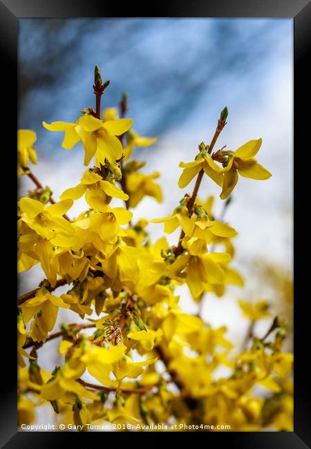 Spring Flowers Framed Print by Gary Turner