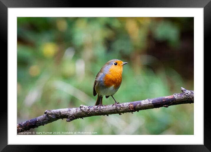 Robin Redbreast Framed Mounted Print by Gary Turner