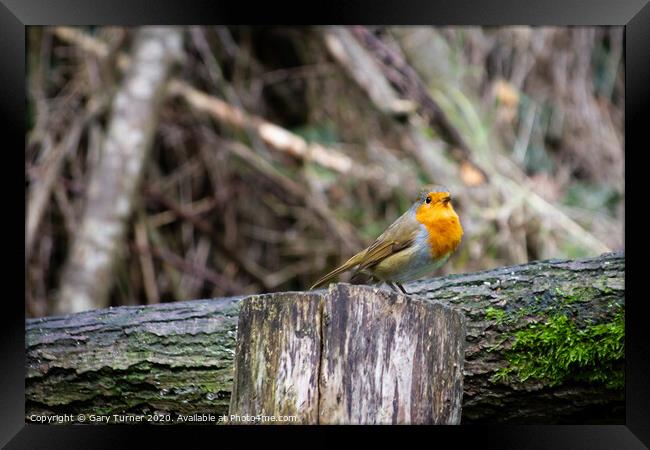 Robin Redbreast Framed Print by Gary Turner