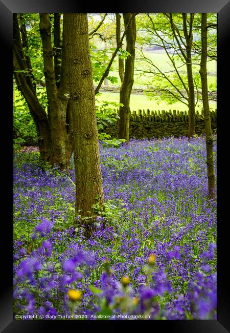 Elland Wood Bluebells Framed Print by Gary Turner