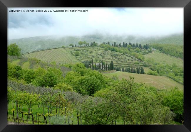 Hillside vineyard in Tuscany Framed Print by Adrian Beese