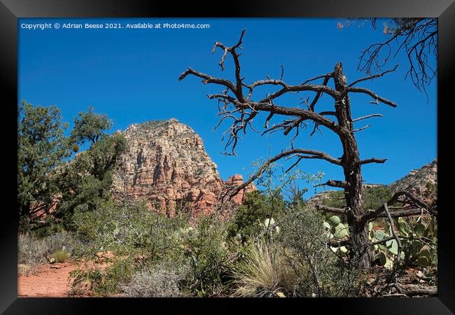 Sedona red rock trail Framed Print by Adrian Beese