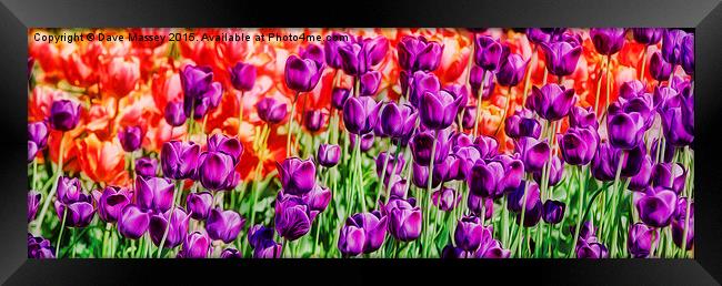 Vivid Tulips Framed Print by Dave Massey