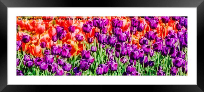 Vivid Tulips Framed Mounted Print by Dave Massey