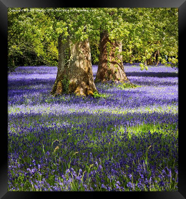 Bluebells in the Forest Framed Print by Dave Massey