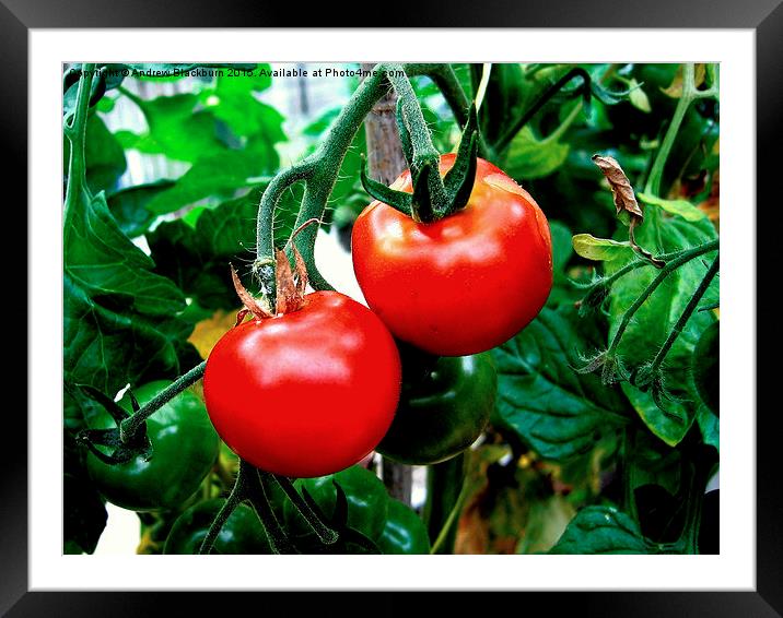 Luscious tomatoes... Framed Mounted Print by Andy Blackburn
