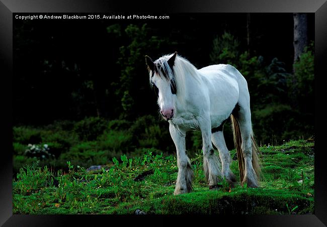  White cob horse in a green field... Framed Print by Andy Blackburn