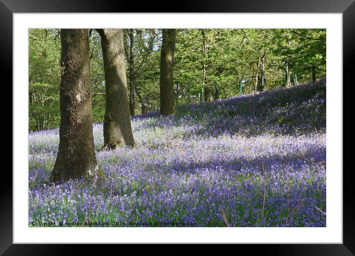 Bluebells in the springtime... Framed Mounted Print by Andy Blackburn