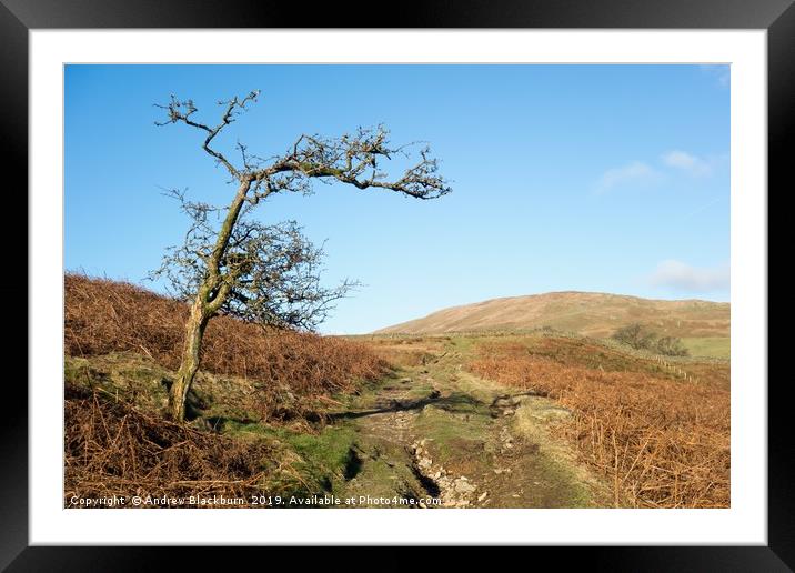 Lonesome tree - blue sky...  Framed Mounted Print by Andy Blackburn