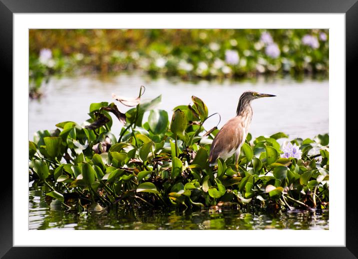 A grebe in the backwaters of Kerala Framed Mounted Print by Brent Olson
