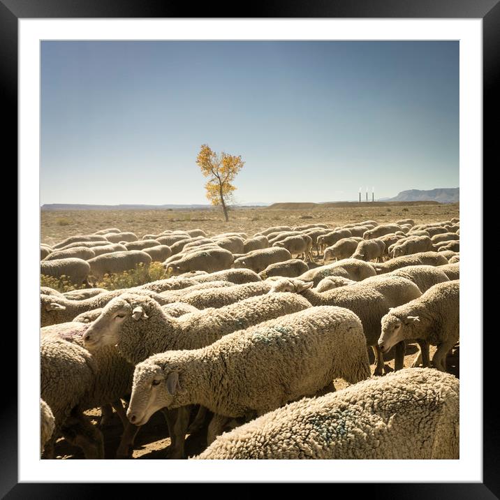 Sheep moving along the desert Framed Mounted Print by Brent Olson