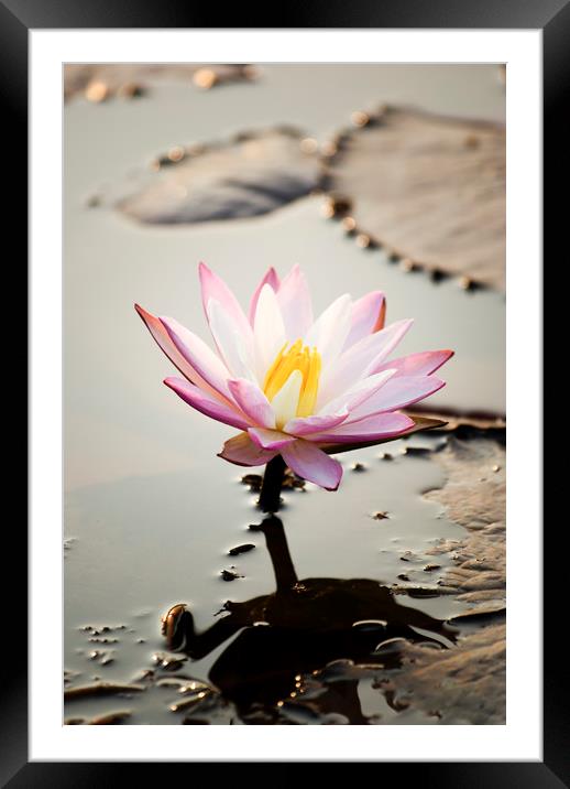 Pink Lotus flower (water lily) Framed Mounted Print by Brent Olson
