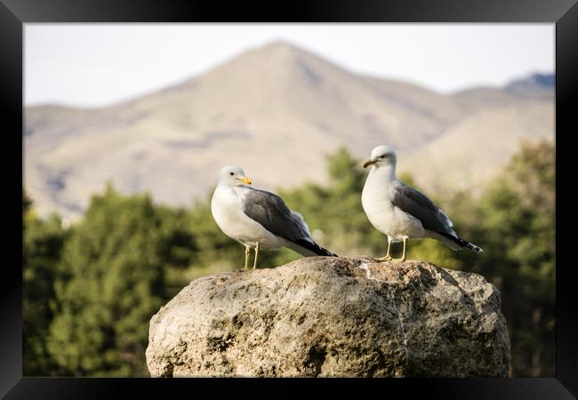  Seagulls on a rock Framed Print by Brent Olson
