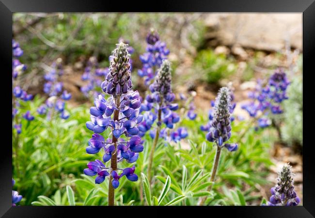  Dwarf Lupin Framed Print by Brent Olson