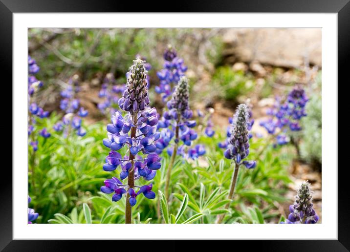  Dwarf Lupin Framed Mounted Print by Brent Olson