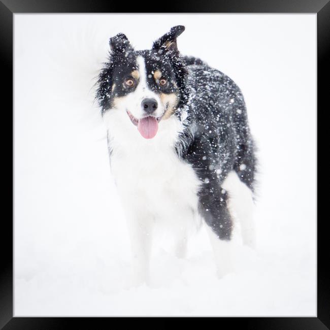 Border Collie in the snow Framed Print by Brent Olson
