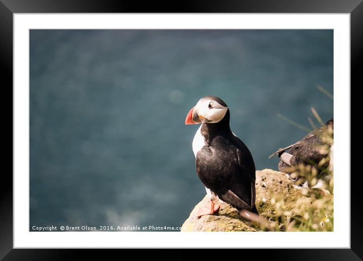 Puffin Framed Mounted Print by Brent Olson