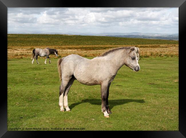 A horse standing in a grassy field Framed Print by Kevin Round