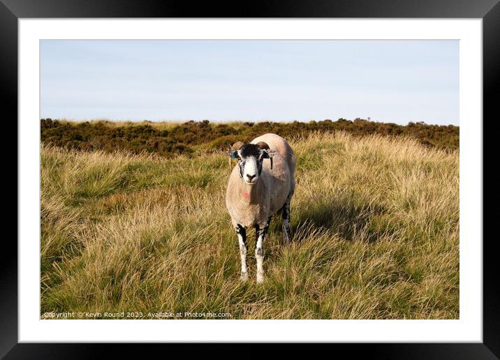 Sheep in Outdoor field Derbyshire Framed Mounted Print by Kevin Round