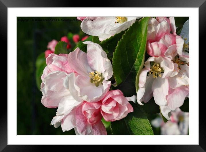 Apple blossom plant flower Framed Mounted Print by Kevin Round