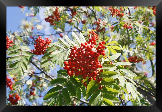 Red Berries Framed Print by Kevin Round