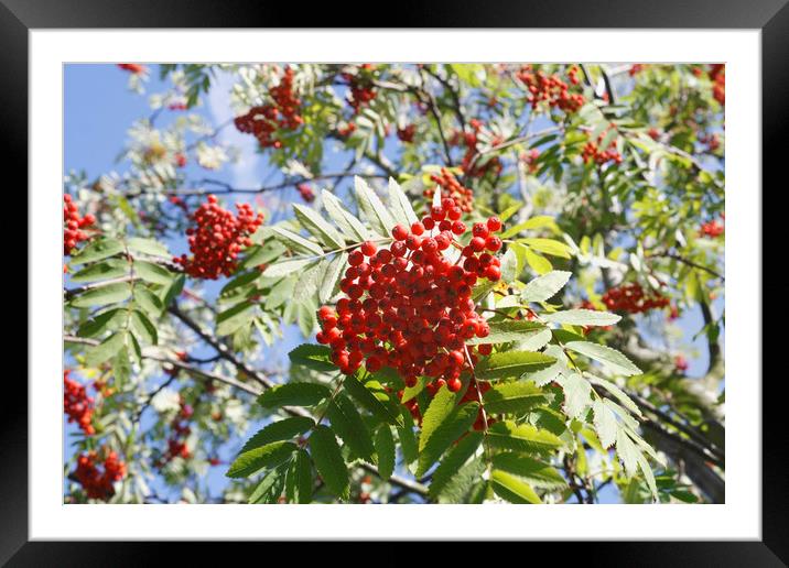 Red Berries Framed Mounted Print by Kevin Round