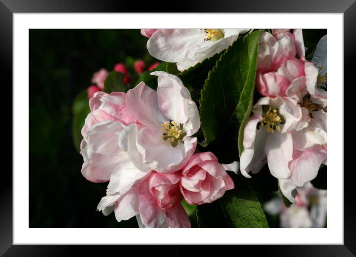 Apple Blossom Framed Mounted Print by Kevin Round