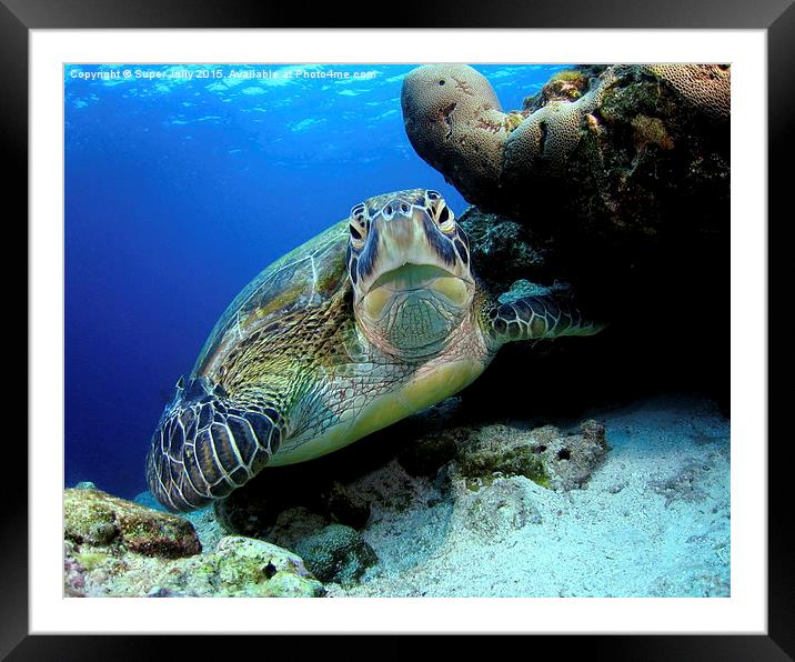 Underwater turtle Framed Mounted Print by Super Jolly