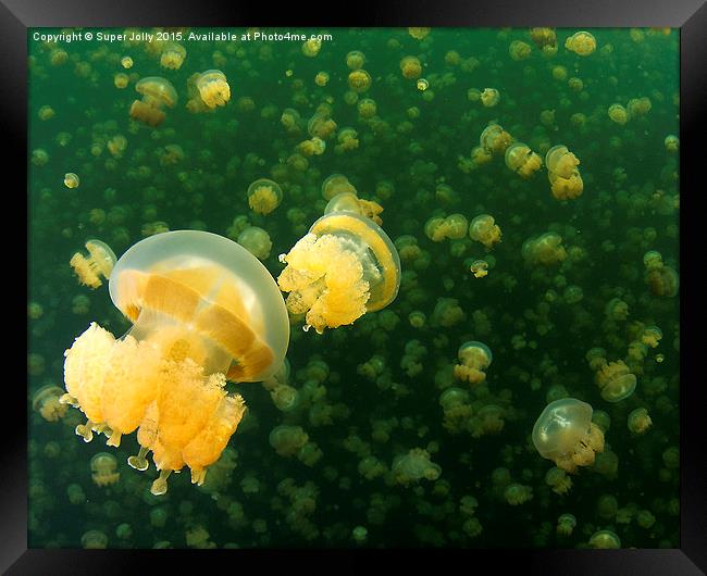 Palau Jellyfish Lake Jelly Fish Framed Print by Super Jolly