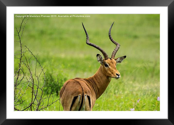  Walking in Nature Framed Mounted Print by Madelein Pienaar