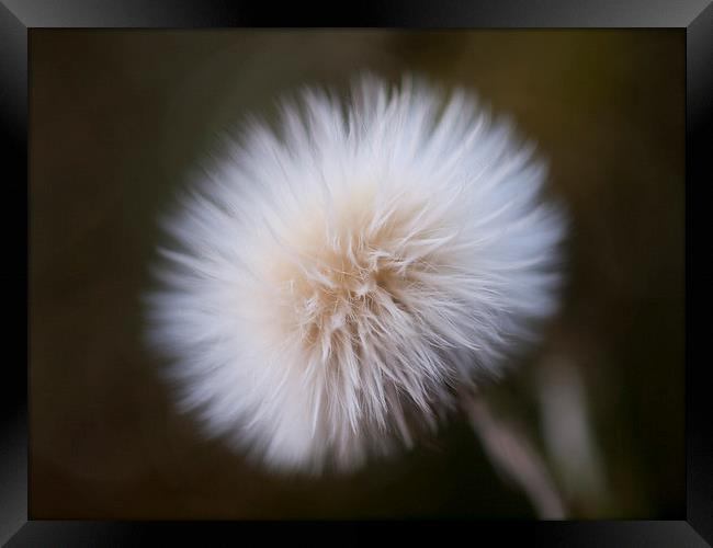 Sow Thistle, Dandelion Framed Print by Chris Watson