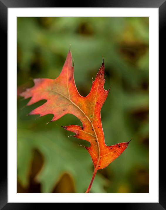 First Signs of Autumn Framed Mounted Print by Chris Watson