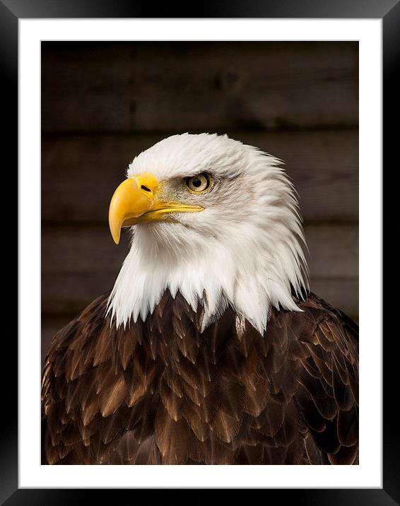 Bald Eagle Framed Mounted Print by Chris Watson