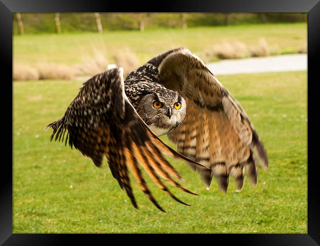 Eagle Owl in Flight Framed Print by Chris Watson