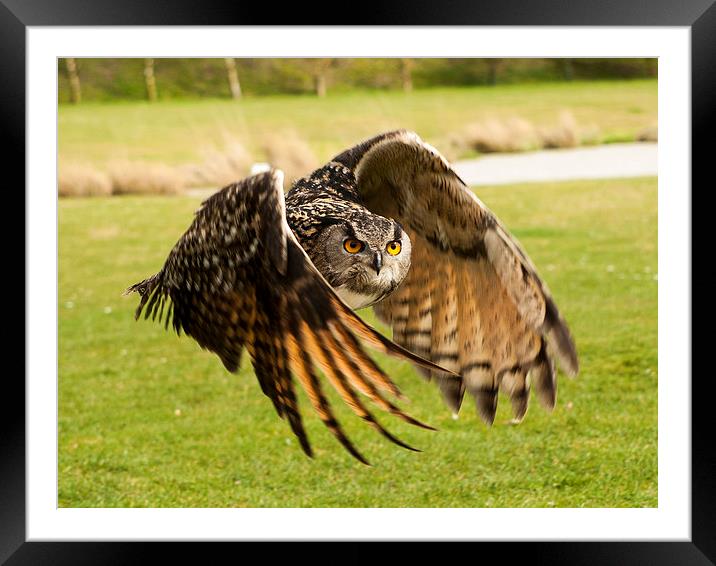 Eagle Owl in Flight Framed Mounted Print by Chris Watson