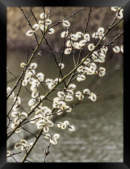 Willow catkins Framed Print by Chris Watson