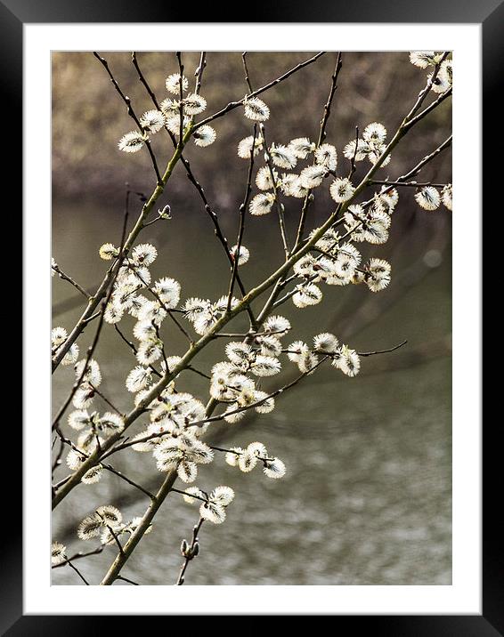 Willow catkins Framed Mounted Print by Chris Watson