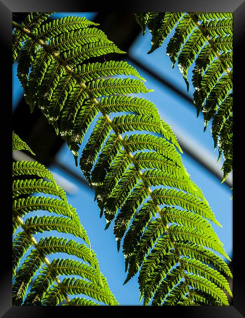 Green ferns, Blue sky Framed Print by Chris Watson