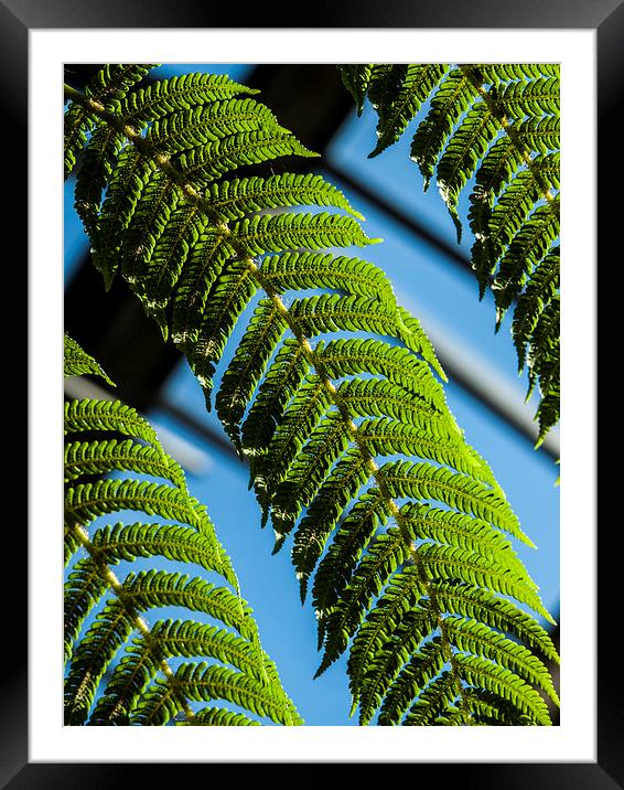 Green ferns, Blue sky Framed Mounted Print by Chris Watson