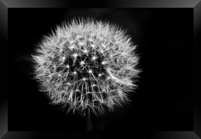 Dandelion Clock Framed Print by Chris Watson