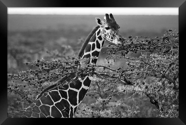 Grazing Giraffe Framed Print by Sally Stevens