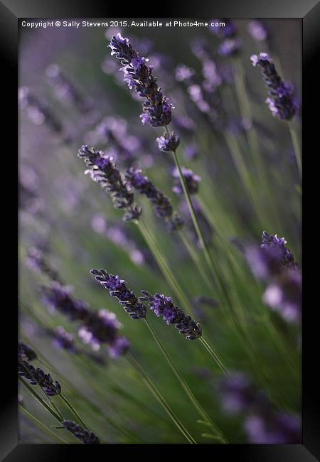   Lavender  Framed Print by Sally Stevens