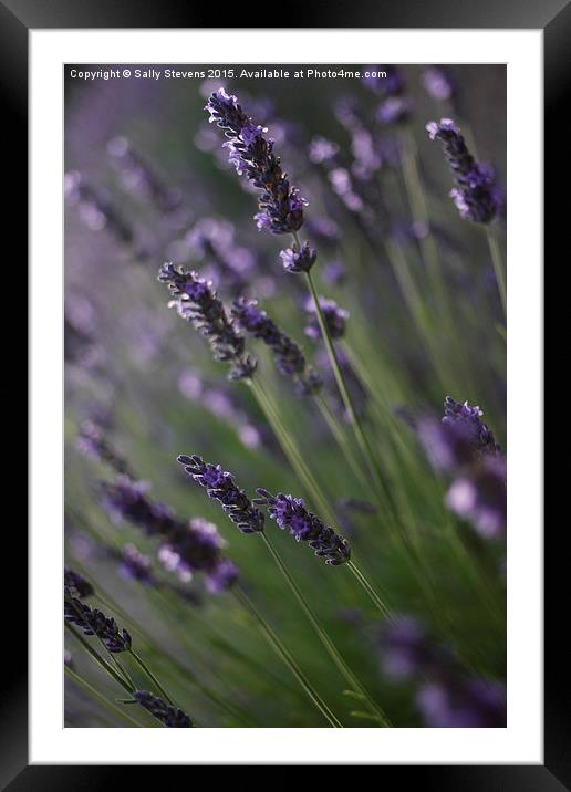   Lavender  Framed Mounted Print by Sally Stevens