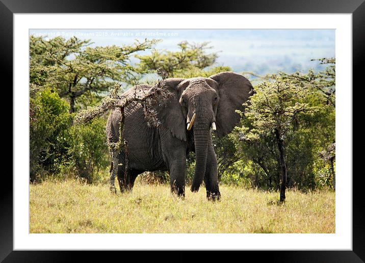  Wary Elephant Framed Mounted Print by Sally Stevens
