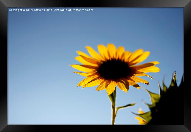  Provence Sunflower Framed Print by Sally Stevens
